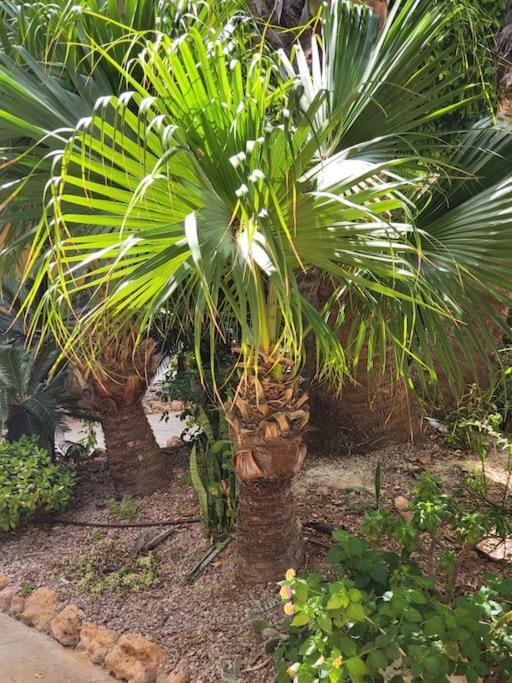 Casa De Flores ตอร์เรเวียคา ภายนอก รูปภาพ